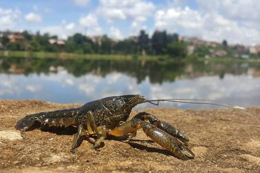 La specie è particolarmente resistente e adattiva