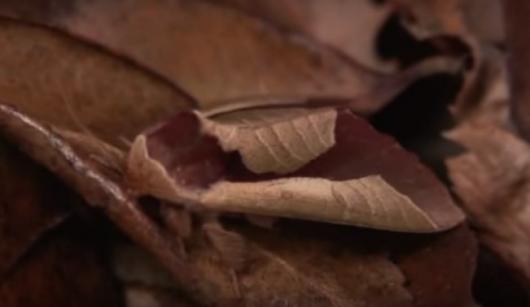 La Uropyia meticulodina