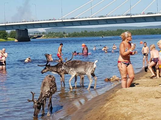 Lapponia, il gran caldo spinge tutti al mare, anche le Renne (foto di Antti Heikkilä)