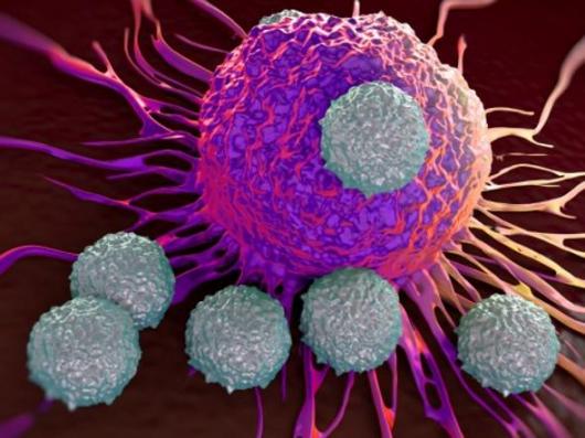 Lo studio di questo gambero potrebbe farci scoprire nuovi sistemi per combattere il cancro