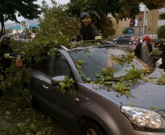 Maltempo in Friuli, alberi abbattuti. Foto via ILFRIULI.IT