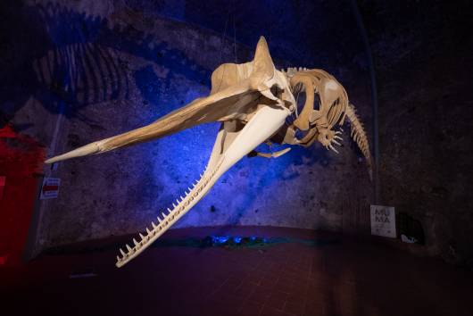 Museo del Mare Milazzo - Il Capodoglio