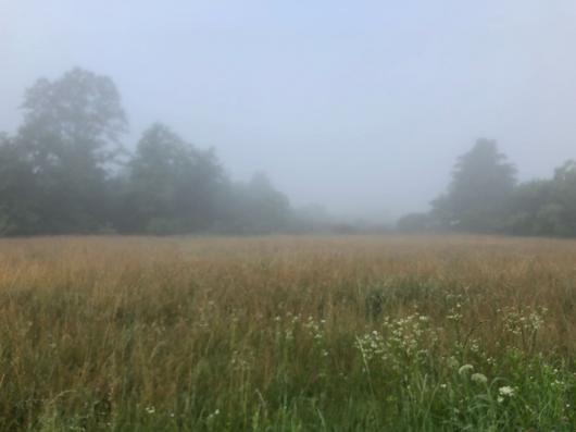 Nebbia in Brianza