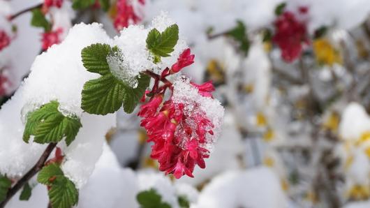 neve in primavera