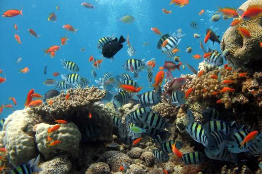 Oggi si celebra la Giornata mondiale della Biodiversità
