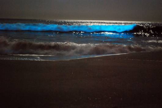 Onde luminose, raro fenomeno legato alla bioluminescenza