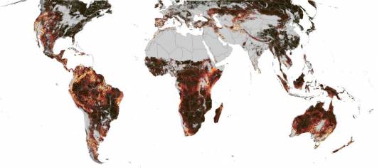Punti caldi di asincronia stagionale: i colori più brillanti mostrano le regioni in cui la tempistica dell'attività stagionale varia notevolmente su brevi distanze. Crediti: Terasaki Hart et al. 