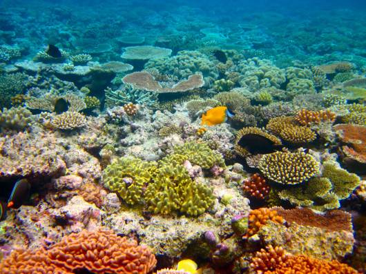 Riscaldamento globale - Se la temperatura media salirà di 2° perderemo il 99% delle nostre barriere coralline