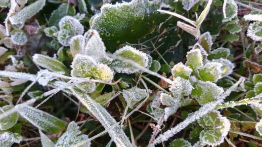 Temperature minime in netto calo, rischio gelate anche in pianura