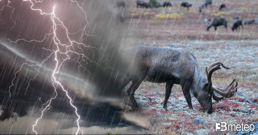 Tensione di passo: i rischi 'indiretti' connessi ai fulmini per animali e uomini