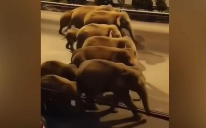15 elefanti intraprendono inspiegabile viaggio di 500km attraverso la Cina