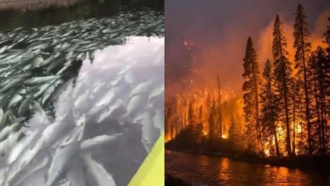 A destra gli incendi in Siberia a sinistra la moria di pesci in Alaska