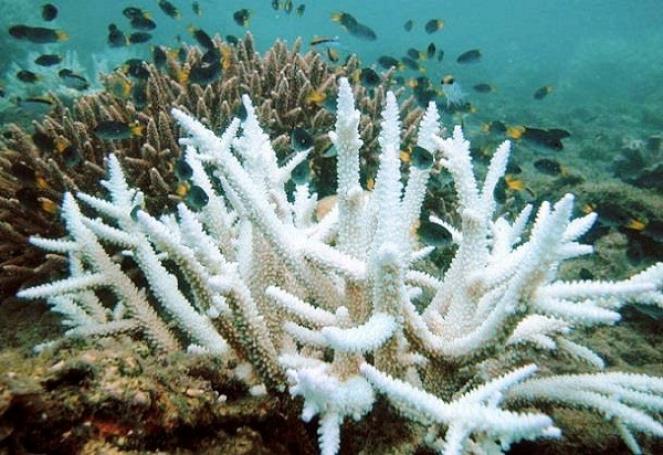 Ad alto rischio la grande barriera corallina australiana