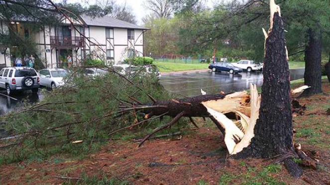 Alberi abbattuti dal forte vento a Hendersonville. Fonte WRKN 