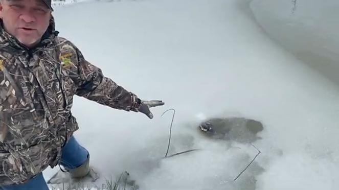 Alligatore intrappolato nel ghiaccio in una palude del Texas