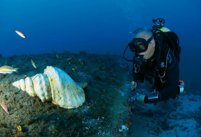 Anidride carbonica in aumento - a rischio alcune specie marine di molluschi