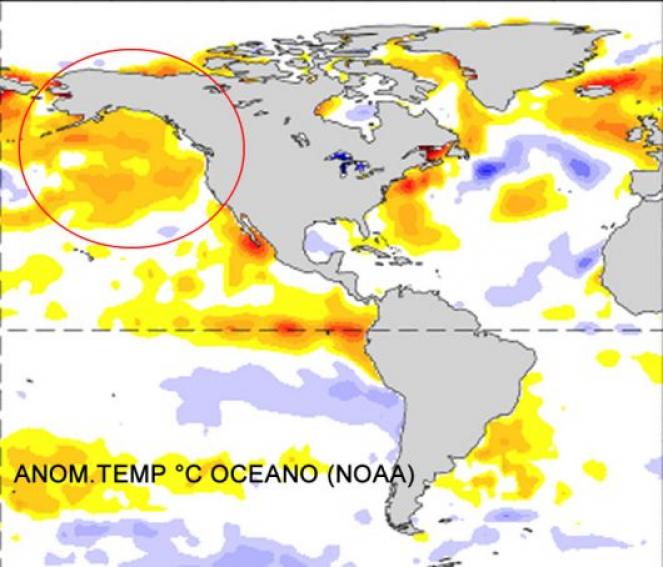 anomalie temperature oceano: si nota la piscina calda sul Pacifico