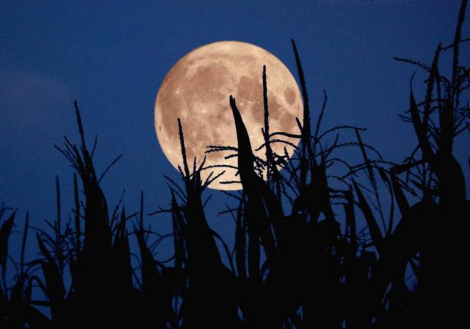 Arriva la Luna Blu detta anche Luna piena del grano