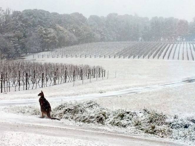 Australia, storica ondata di freddo e neve (fonte foto, Repubblica)