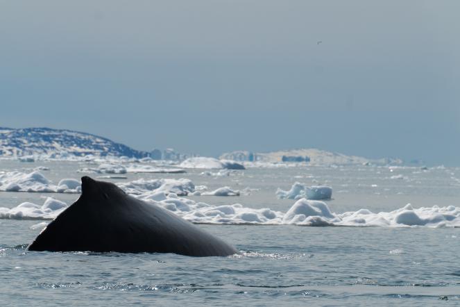 Balena avvistata nella baia di Ilulissat