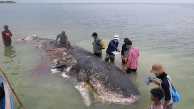 Balena morta in Indonesia con 6kg di plastica al suo interno