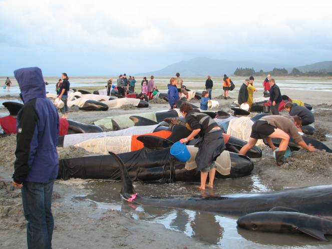 Balene spiaggiate in Nuova Zelanda, si cerca di salvarle