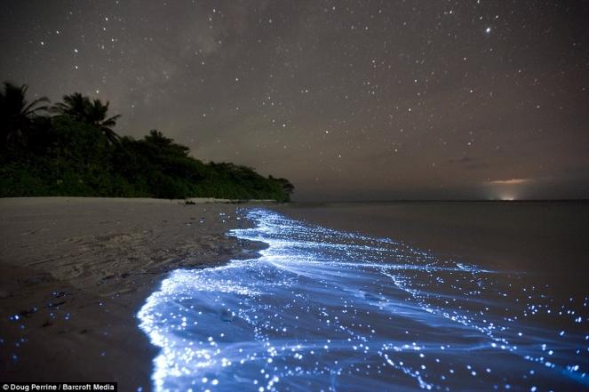 Bioluminescenza su una spiaggia delle Maldive (foto di Doug Perrine)