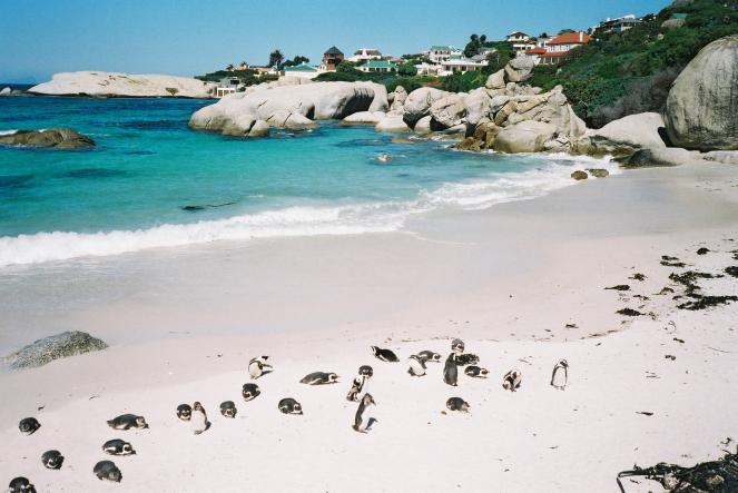 Boulders Beach, Città del Capo, Sud Africa