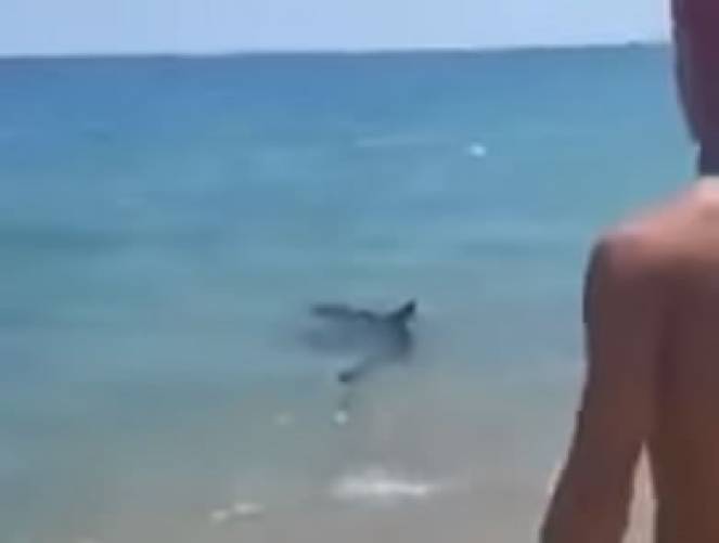 Calabria, squalo si avvicina troppo al litorale, panico tra i bagnanti
