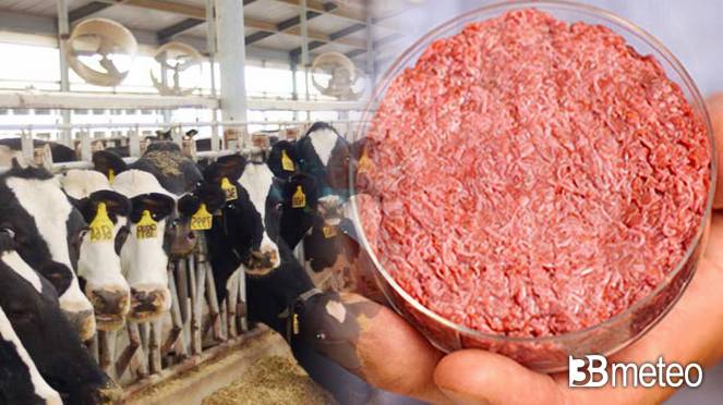 Carne artificiale al posto degli allevamenti intensivi, sarà la soluzione ?