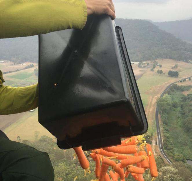 Carote lanciate dagli elicotteri per i wallaby