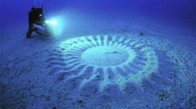 Cerchi subacquei, mistero svelato (foto di Yoji Ookata )
