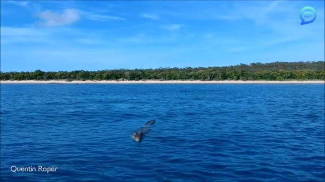 Coccodrillo attacca un drone nei mari dell'Australia