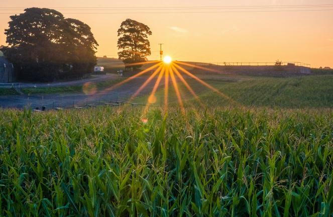 Sostenibilità e ambiente - Addio pesticidi, un biogel stermina i parassiti e aumenta persino il raccolto