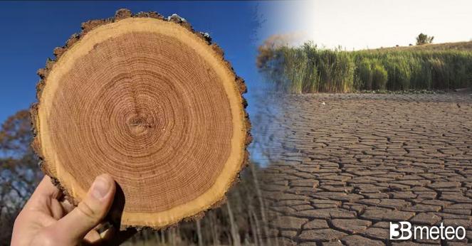Dagli anelli degli alberi la verità sul clima degli ultimi 20 anni, mai cosi caldo e secco da almeno 5 secoli