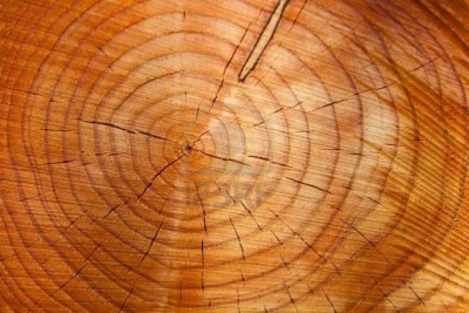 Dagli anelli degli alberi si possono capire le variazioni climatiche