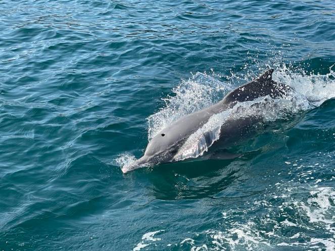 Delfino nel fiordo presso Khasab