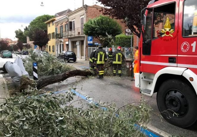 Divelto un albero per il maltempo ad Ancona