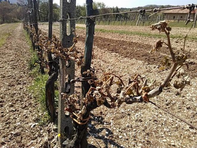 Effetti della siccità 2017 sui vitigni