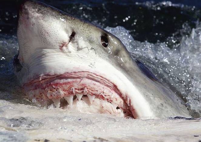 Enorme esemplare di squalo bianco catturato al largo della Nuova Scozia