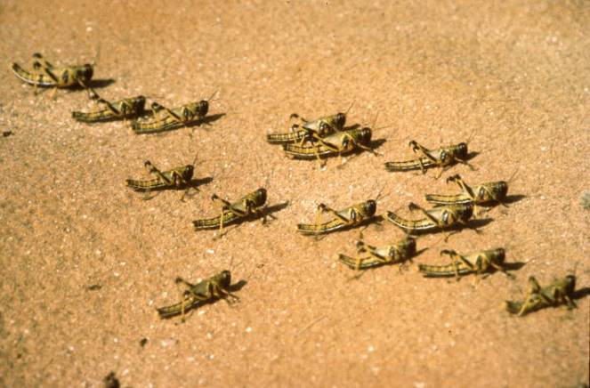 Esplosione di nascite di locuste nel deserto saudita