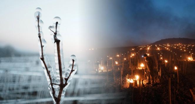 Gelo tardivo colpisce la Francia, a rischio la produzione di vino