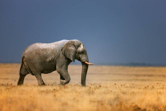 Gli elefanti vengono uccisi a causa delle loro preziose zanne (Ingimage) 