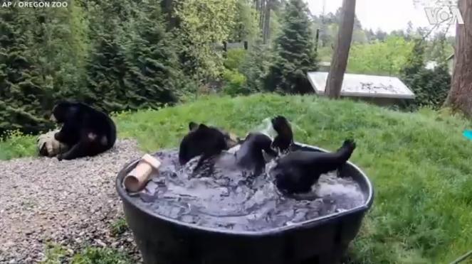 Grosso orso bruno approfitta dell'assenza dei turisti per fare un bagno