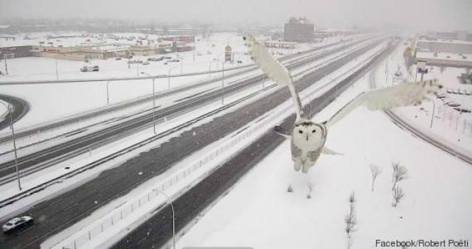 Gufo delle nevi ripreso dalla telecamera autostradale (Facebook/Robert Poeti) 