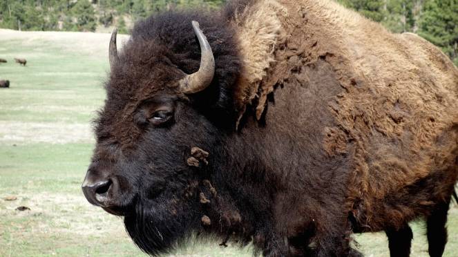 I bisonti per salvarci dai cambiamenti climatici
