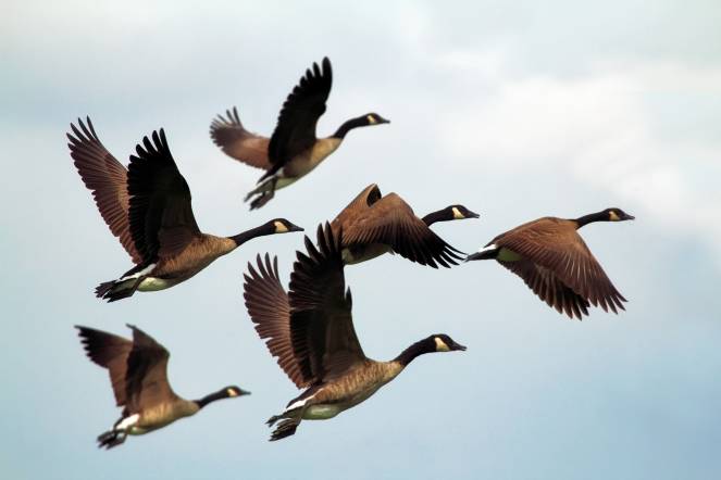 Il 13 Maggio è la giornata degli uccelli migratori