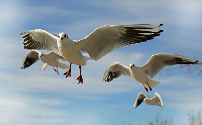 Il 13 Maggio è la giornata degli uccelli migratori