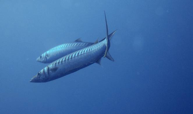 Il barracuda boccagialla
