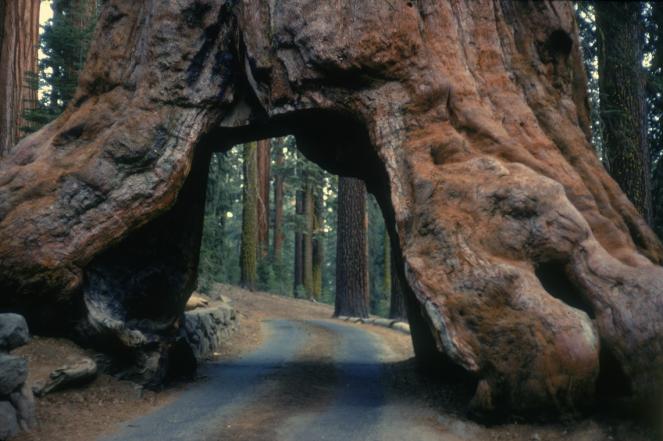 Il famoso tunnel della sequoia.